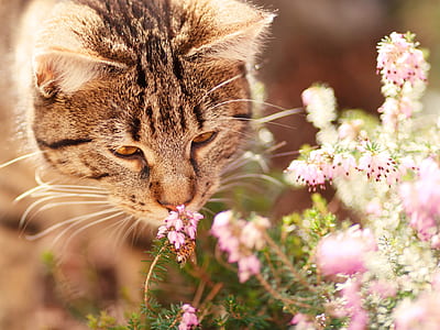 tabby cat smelling pink clustered petal flower