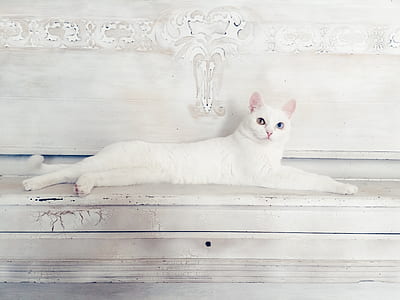 white cat on white wooden board