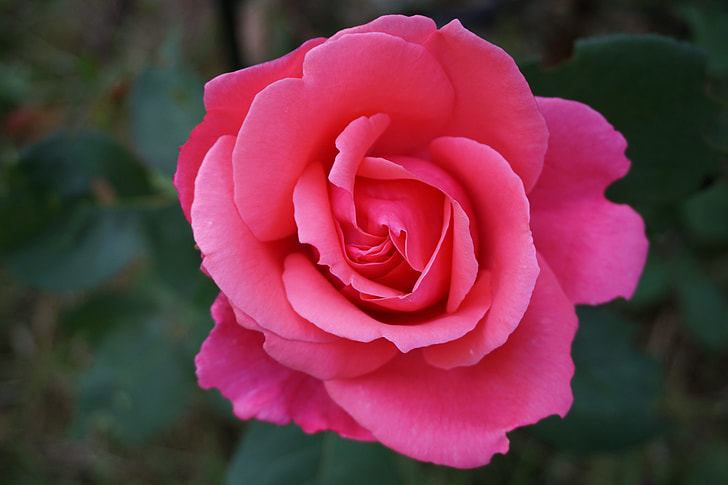 closeup photo of red rose
