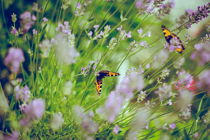 photo of two butterflies on flowers