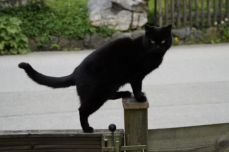 short-coated black cat on gate