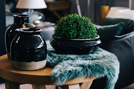 Green plant with black pots and a soft cyan rug