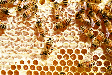 working bees on honeycomb