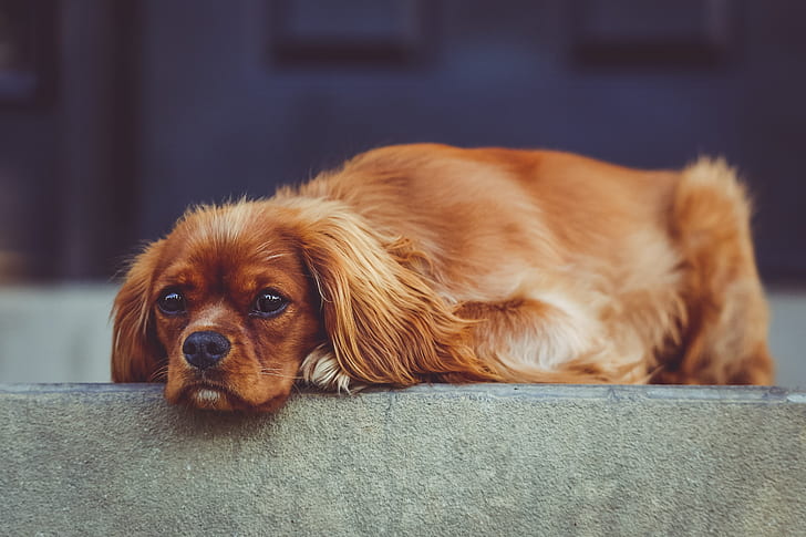 closeup photography of medium-coated red dog prone lying