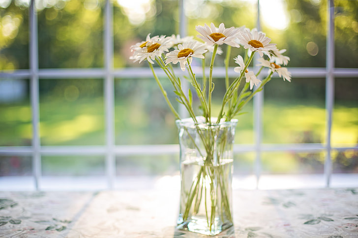white daisies in glass vase