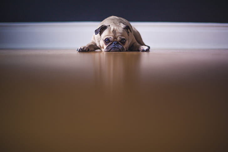 pug lying on floor near wall