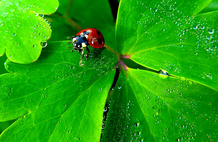 Ladybug Insect Nature Animals Preview 