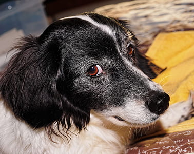 adult black and white border collie mix