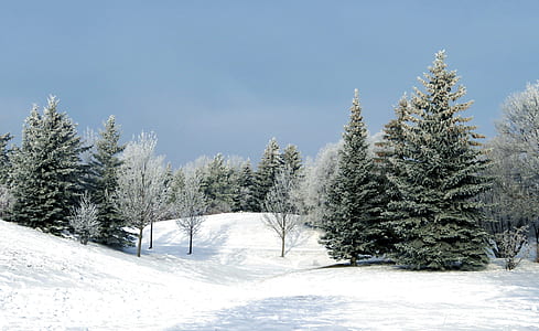 tall trees on snow filled area