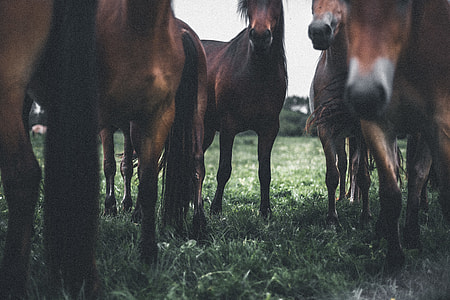 brown horse on green grass field