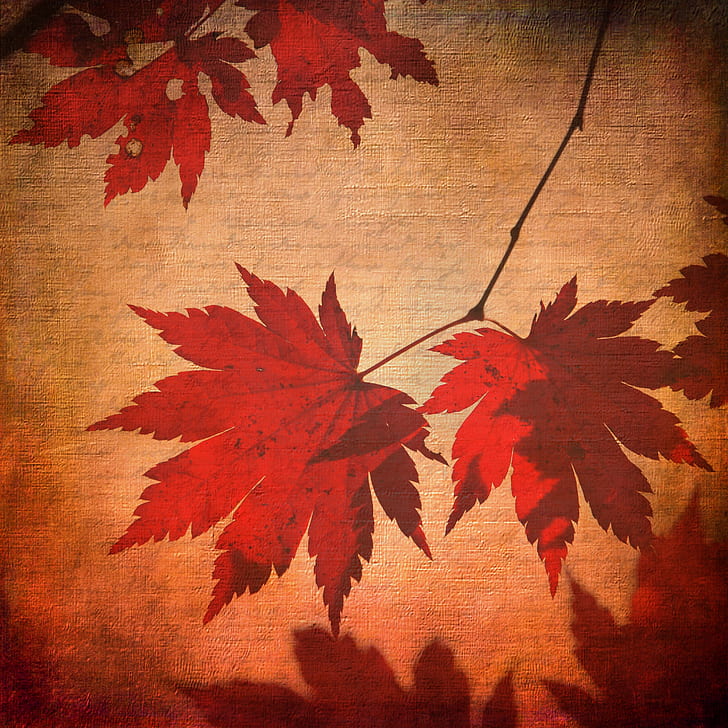 close-up photo of red and beige maple leaf cloth