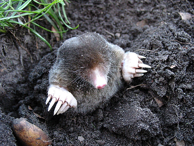 gray Mole stuck on ground