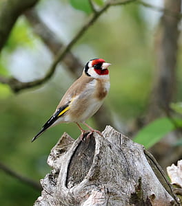 beige, white, and red short-beak bird on brown wood