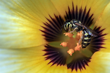 black and yellow wasp on orange flower nectar