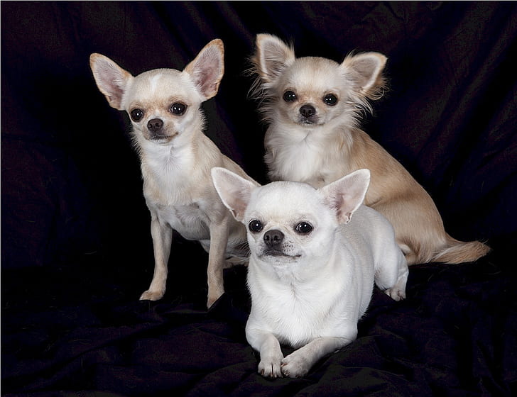 three assorted-colored Chihuahuas