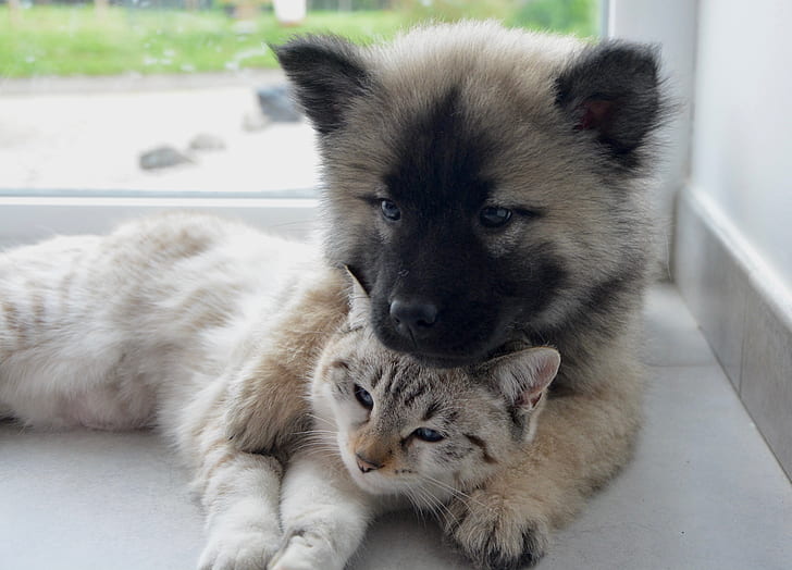 long-coated tan and black puppy with gray cat near window