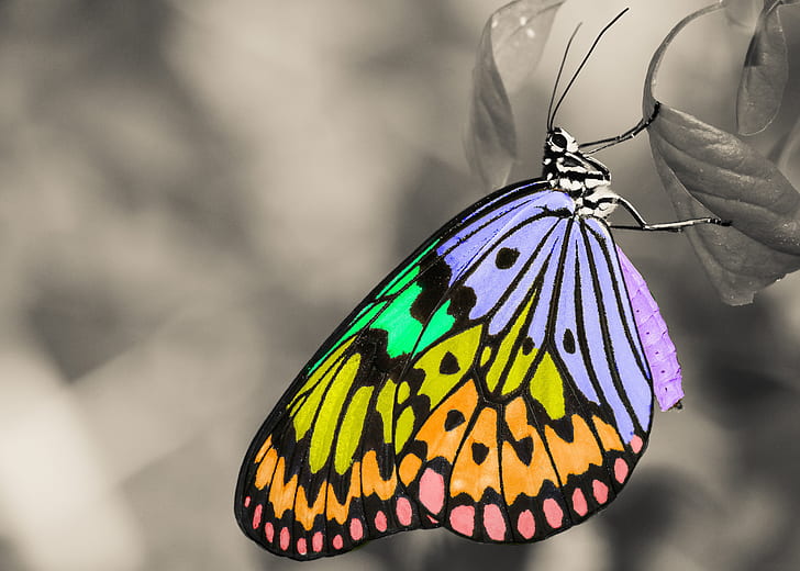selective focus of multicolored butterfly leaf