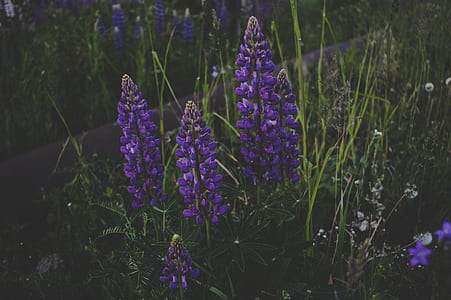 Purple Petaled Flowers Surrounded by Green Grass