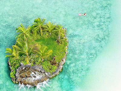 aerial shot of green leafed trees in the middle of body of water