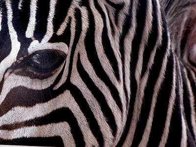 Zebra eye in macro shot photography