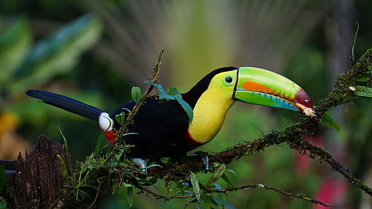 black and yellow Toucan