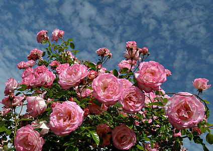 pink flower on bloom during daytime