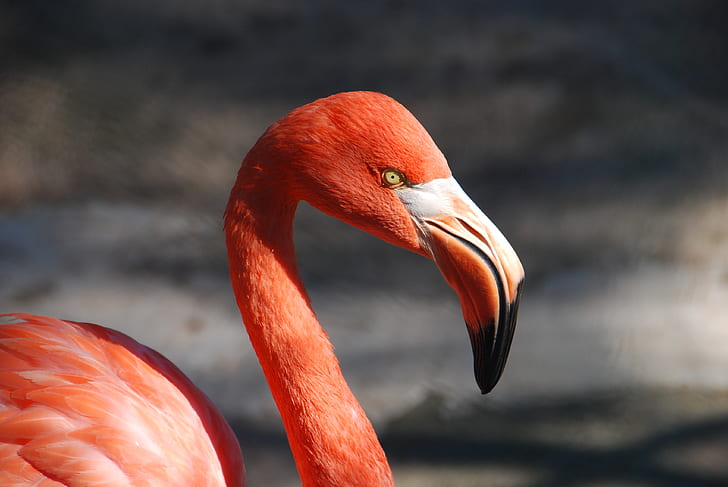 animal photograph of flamingo