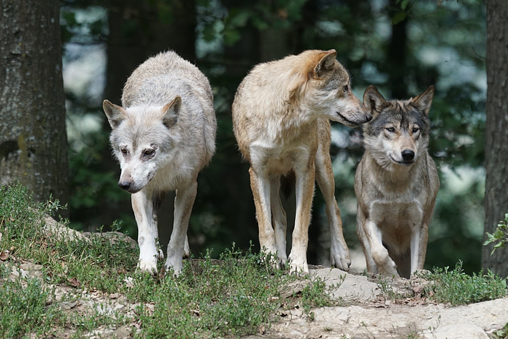 three gray wolves on green grass