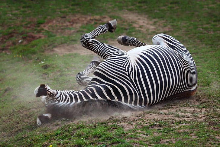 black and white zebra lying on ground during daytime