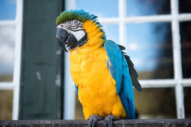 yellow and blue parrot