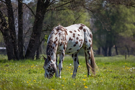 white and brown horse eating green grass