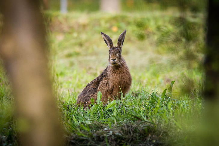 brown hare on green grass field