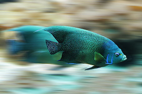 Blue and Black Fish during Daytime