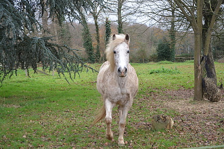 white horse near trees