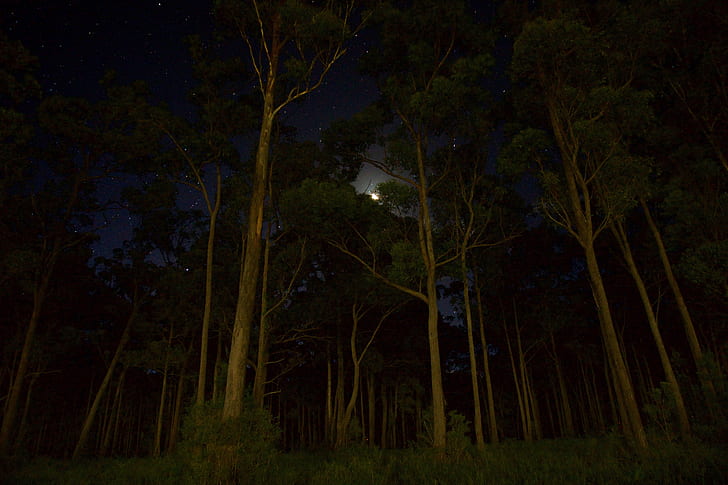 Green Leaves Forest Trees during Nighttime