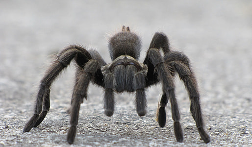 black tarantula on gray concrete pavement