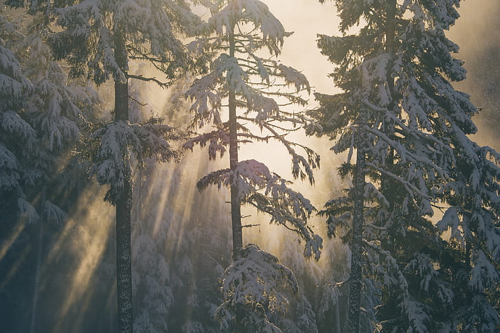 photo of green pine trees during snow season