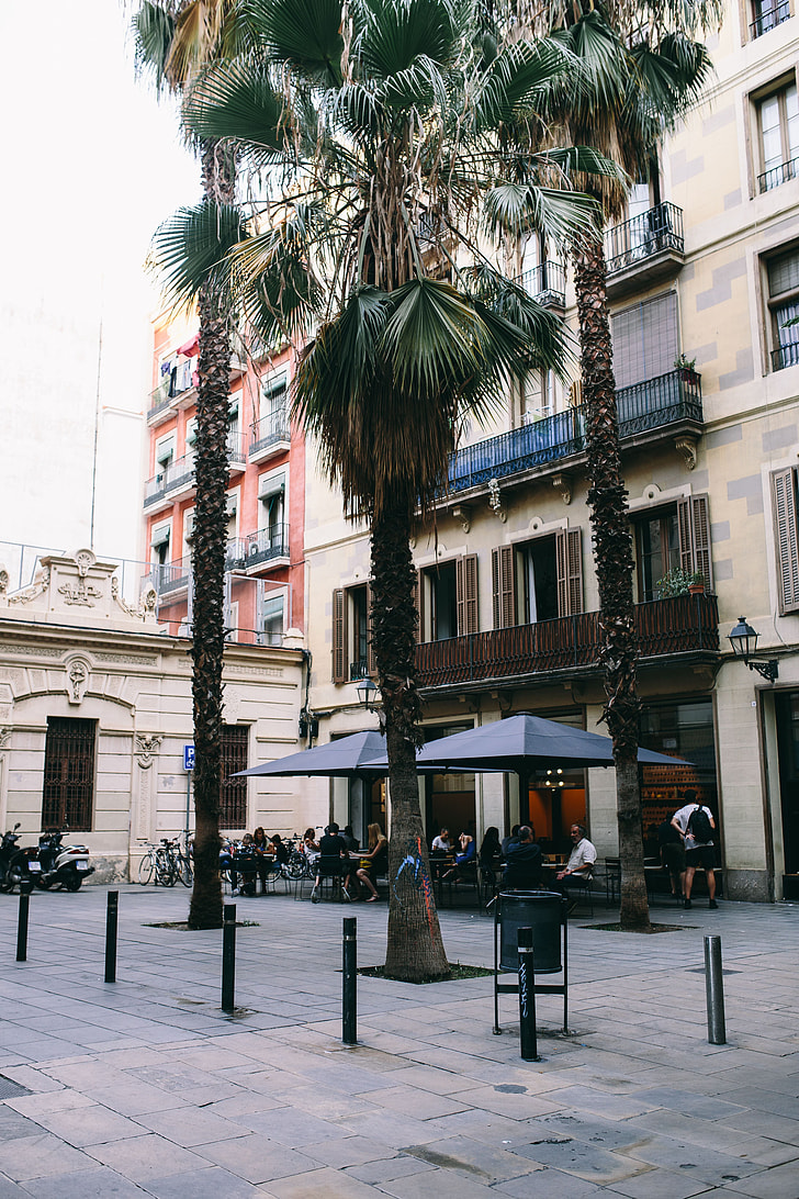 Palm trees in Spain