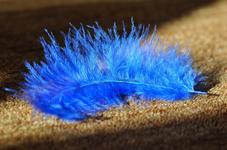 close up photography of blue feather