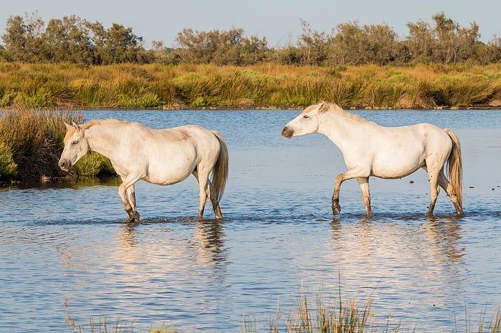 two white horses walking on body of water at daytime