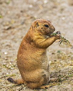 Brown and Black Rodent Eating Green Leaves during Daytime