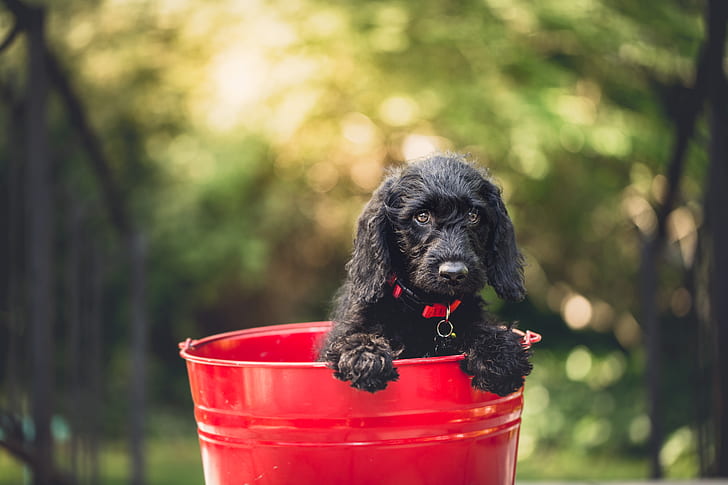 black cocker spaniel puppy in red metal pail