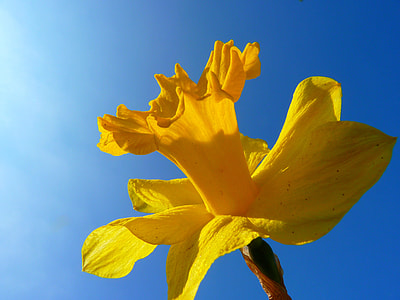 closeup photo of yellow daffodil flower during daytime