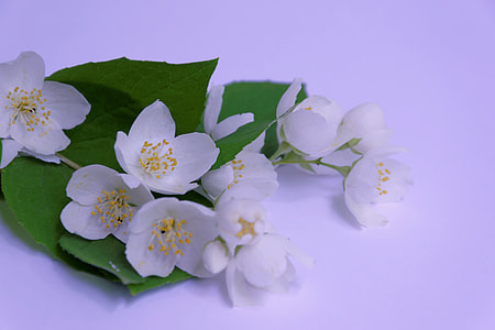 white blossom flowers and green leaves closeup photo