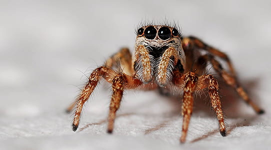 brown jumping spider macro photography