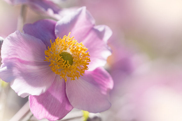 pink poppy flower in closeup photo