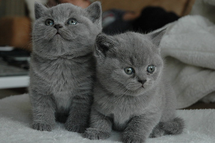 two short-coated grey kittens