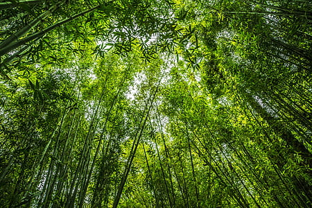 worm eye view photo of bamboos