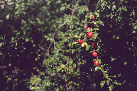 Red Round Fruit during Daytime