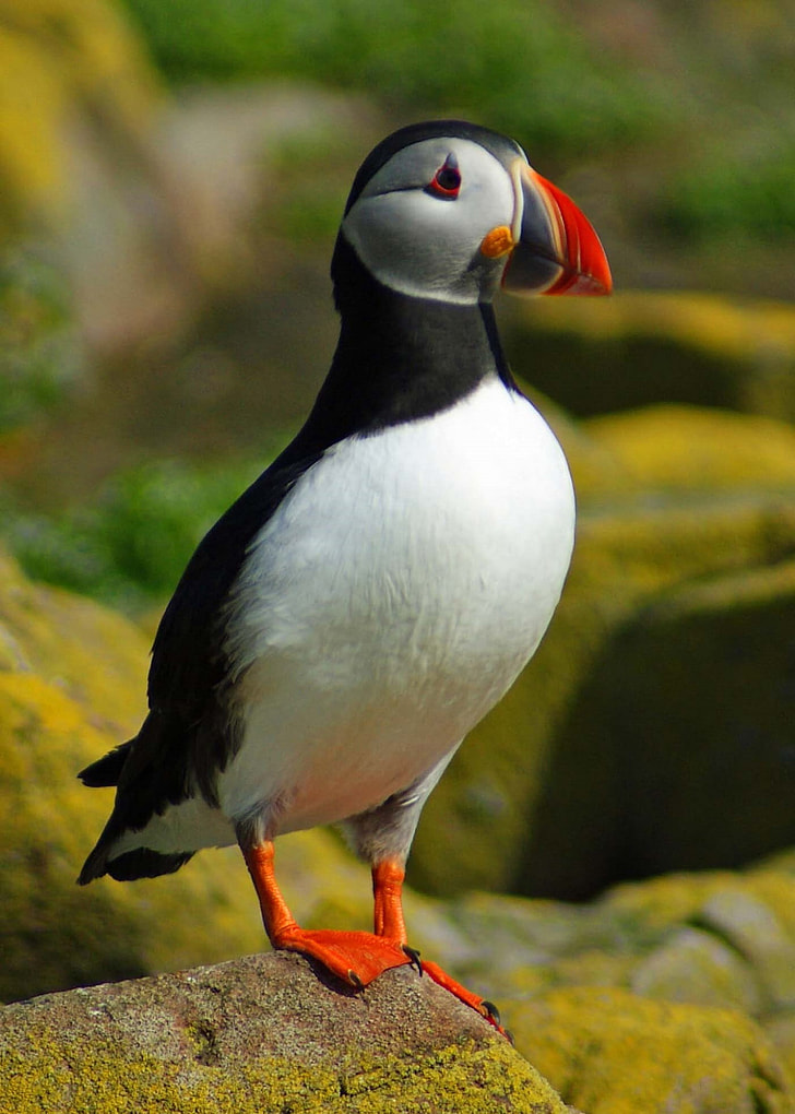 Atlantic puffin perched on gray stone